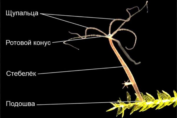 Пользователь не найден на кракене